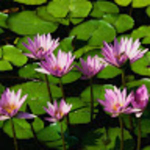 Meet your Posher, Dayeon